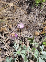 Psephellus marschallianus