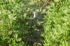 Cyrtophora citricola