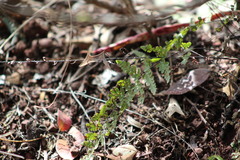 Myriopteris alabamensis