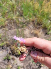 Psephellus marschallianus