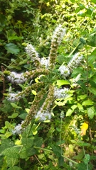 Mentha suaveolens