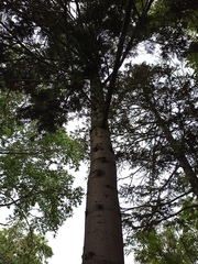 Abies sachalinensis