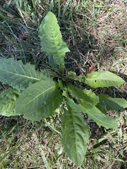 Cichorieae