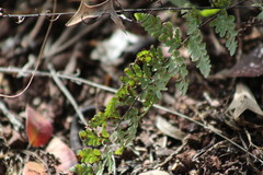 Myriopteris alabamensis