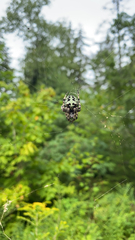 Araneus bicentenarius
