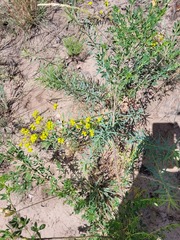 Euphorbia seguieriana