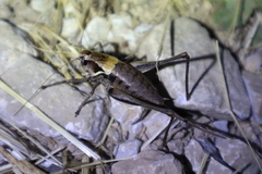 Pholidoptera aptera