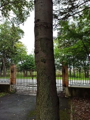 Abies sachalinensis