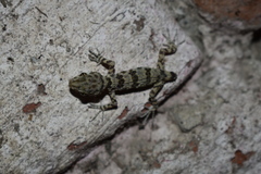 Tenuidactylus caspius