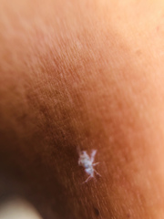 Corythucha marmorata