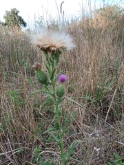 Carduus acanthoides