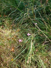 Dianthus deltoides