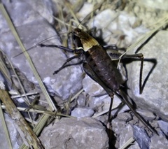 Pholidoptera aptera
