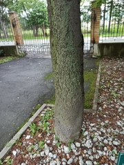 Abies sachalinensis