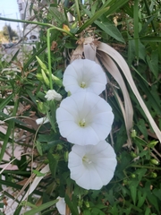 Calystegia silvatica
