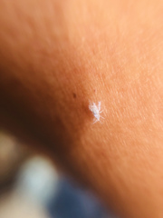 Corythucha marmorata