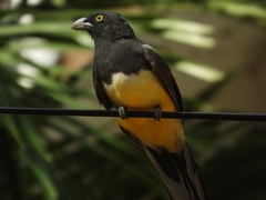 Trogon citreolus
