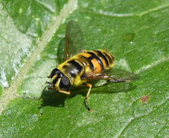 Myathropa florea