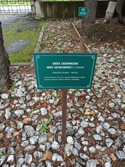 Abies sachalinensis