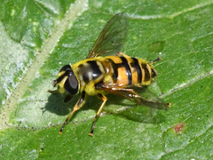 Myathropa florea