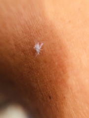 Corythucha marmorata