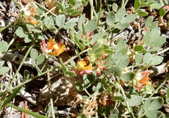 Acmispon decumbens