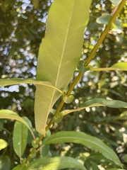 Salix lasiandra
