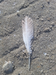 Chroicocephalus genei