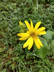 Silphium