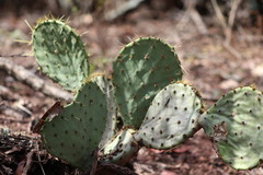 Opuntia lindheimeri