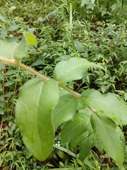 Silphium