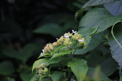 Clerodendrum canescens