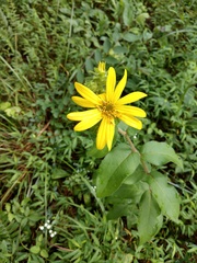 Silphium