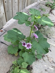 Malva sylvestris