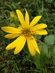 Silphium