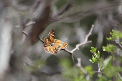 Libytheana carinenta