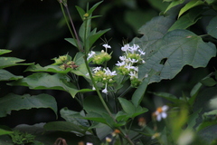 Clerodendrum canescens