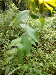 Silphium