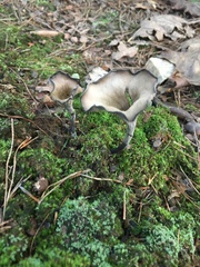 Craterellus