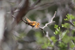 Libytheana carinenta