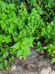 Chenopodiastrum hybridum