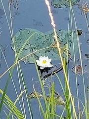 Nymphaea candida