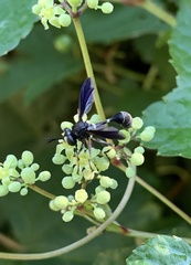 Physocephala tibialis