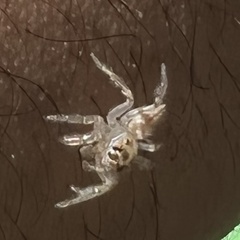 Salticidae