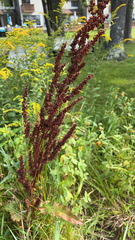 Rumex crispus