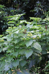 Clerodendrum canescens