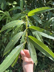 Salix lasiandra