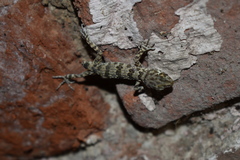 Tenuidactylus caspius