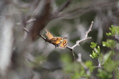Libytheana carinenta