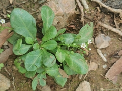 Samolus valerandi